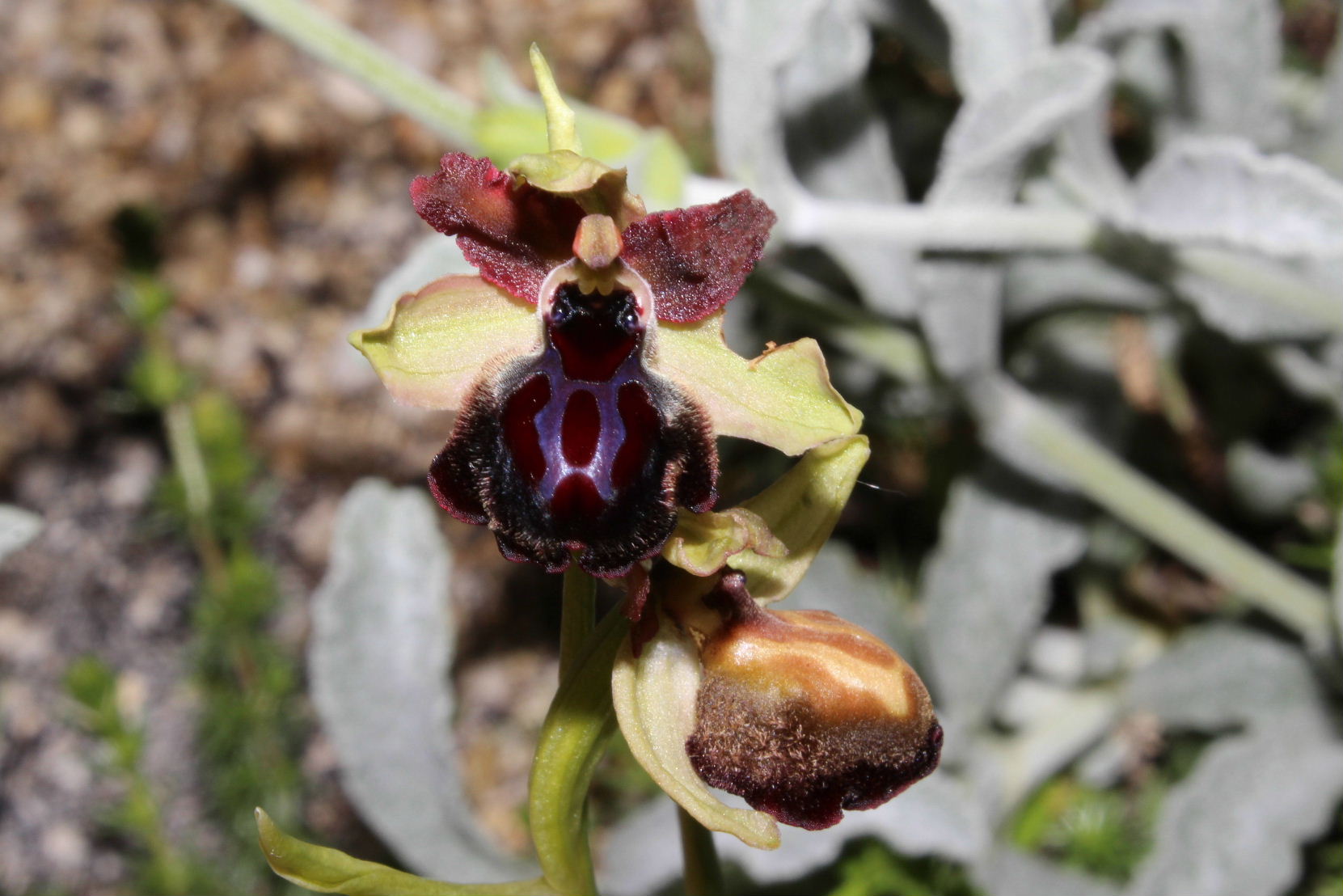 Orchidee dal promontorio del Gargano